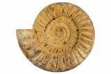 Cut & Polished Jurassic Ammonite (Perisphinctes) Fossil #344940-4